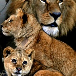 Meet your Posher, Silvia